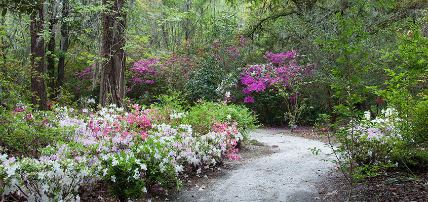 Magnolia Path. © 2014 Audra L. Gibson. All Rights Reserved.