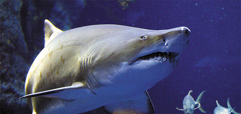 Shark South Carolina Aquarium Image courtesy of the SC Aquarium. All Rights Reserved.