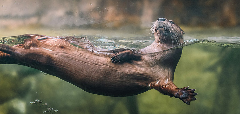 North American River Otter. Image courtesy of the SC Aquarium. All Rights Reserved.