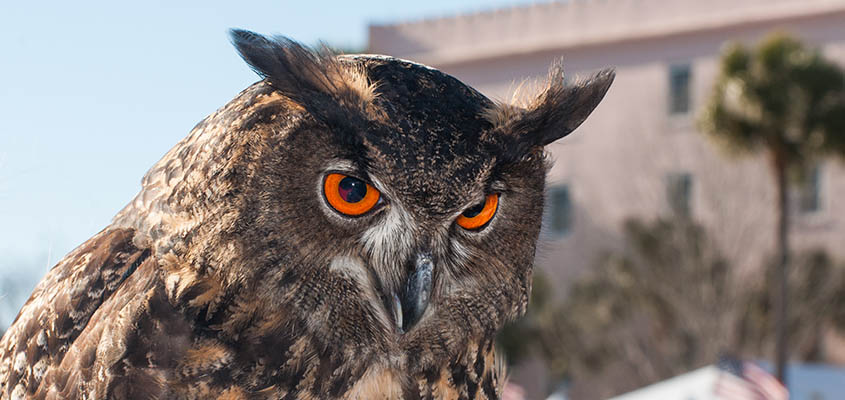 Owl Birds of Prey Charleston. © 2015 Audra Gibson.