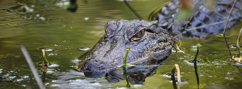 An alligator slides through one of the ponds at Magnolia Plantation. © 2013 Audra L. Gibson. All Rights Reserved.