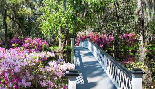 White Bridge at Magnolia Plantation