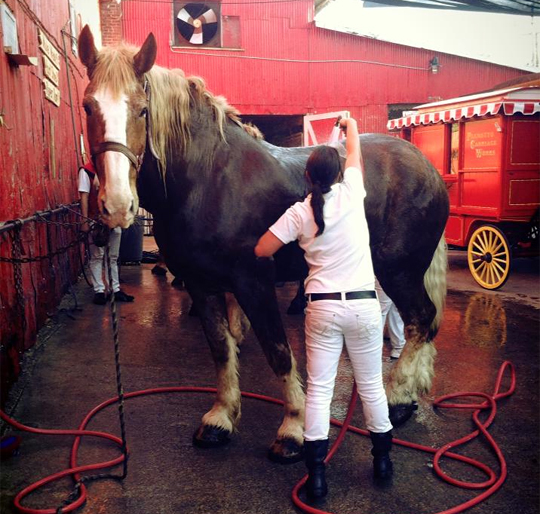 Horse gets a bath at Palmetto Carriage Tours