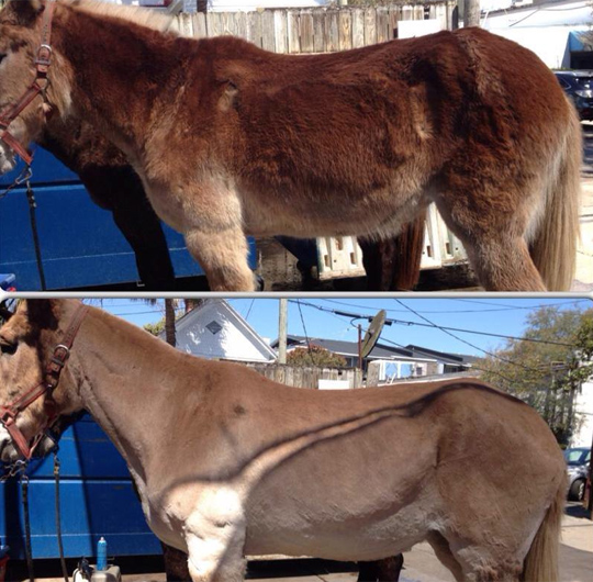 Mules Get Hair Cuts just like humans