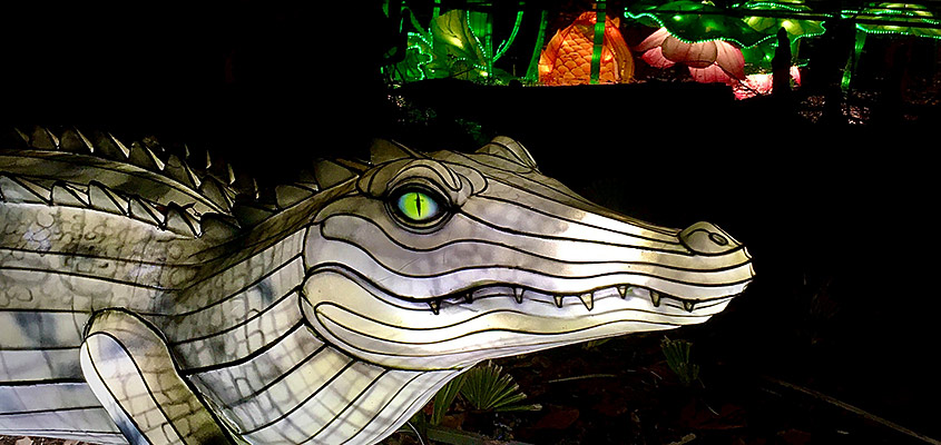 Alligator Chinese Lantern Festival Magnolia. 