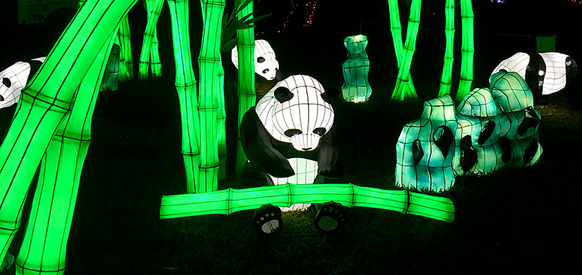 Panda bears Magnolia Plantation Chinese Lantern Festival