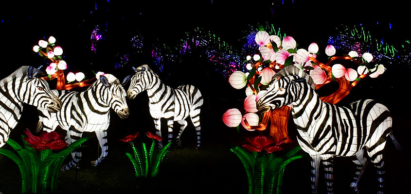 Zebras Magnolia Plantation Chinese Lantern Festival