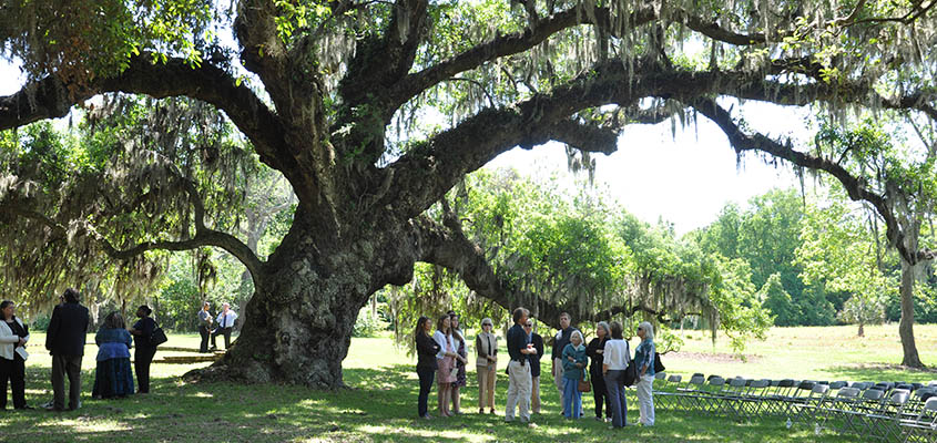 Oak Tree McLeod Plantation © Audra L. Gibson