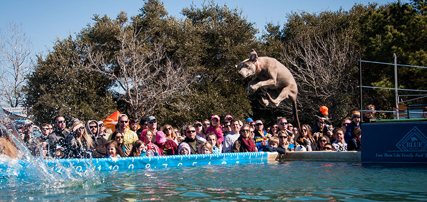 Doggie cannonball! © 2015 Audra Gibson. All Rights Reserved.