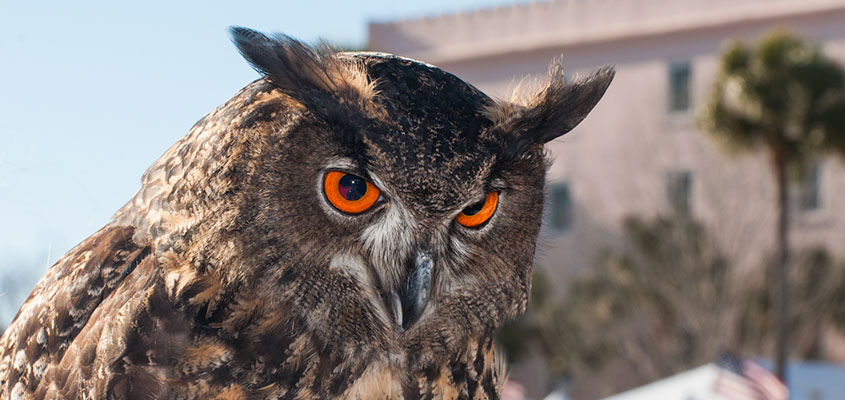 If you are an Auburn or Clemson fan, you have to be on board with the color of these eyes. © 2015 Audra L. Gibson