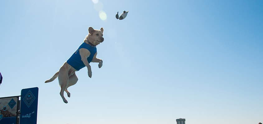 A competitor flys high at the Dock Dogs jumping competition. © 2015 Audra L. Gibson. All Rights Reserved.