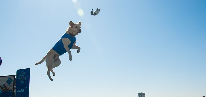 Flying high above Brittlebank Park. © 2015 Audra Gibson. All Rights Reserved.