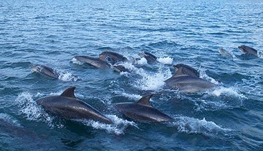 Dolphin Pod © 2008 Bob Taylor
