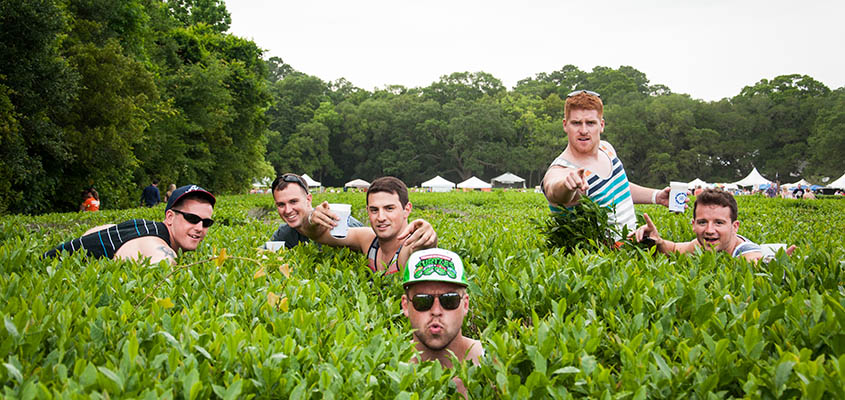 Tea plants and good vibes. Charleston Tea Plantation. © 2014 Audra L. Gibson. All Rights Reserved.   