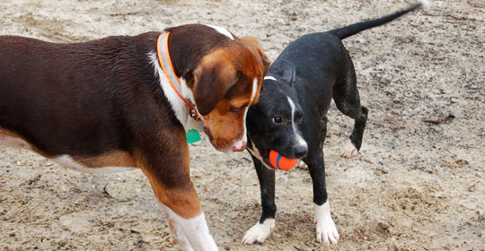 Play time for two pups at the county park.