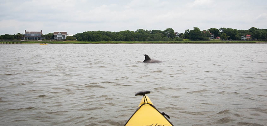 Search for dolphins during your group&#039;s kayak trip.