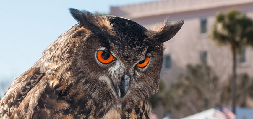 SEWE Birds of Prey Headquarters - Marion Square