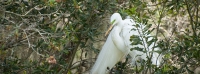 Snowy Egret in the Audubon Swamp at Magnolia Plantation.