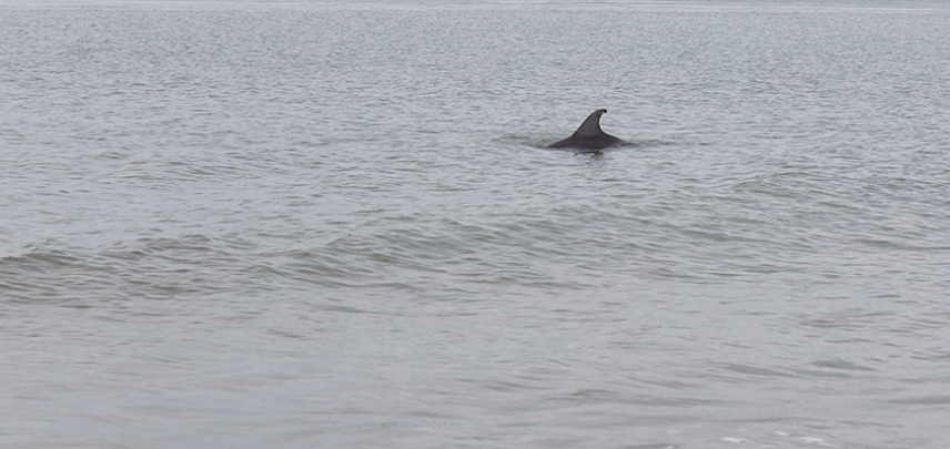 A dolphin fin crests over the surface of the water.