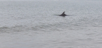 A dolphin fin crests over the surface of the water.