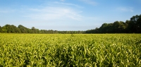 Rows of tea at America's only Tea Garden