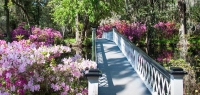 The White Bridge at Magnolia Plantation